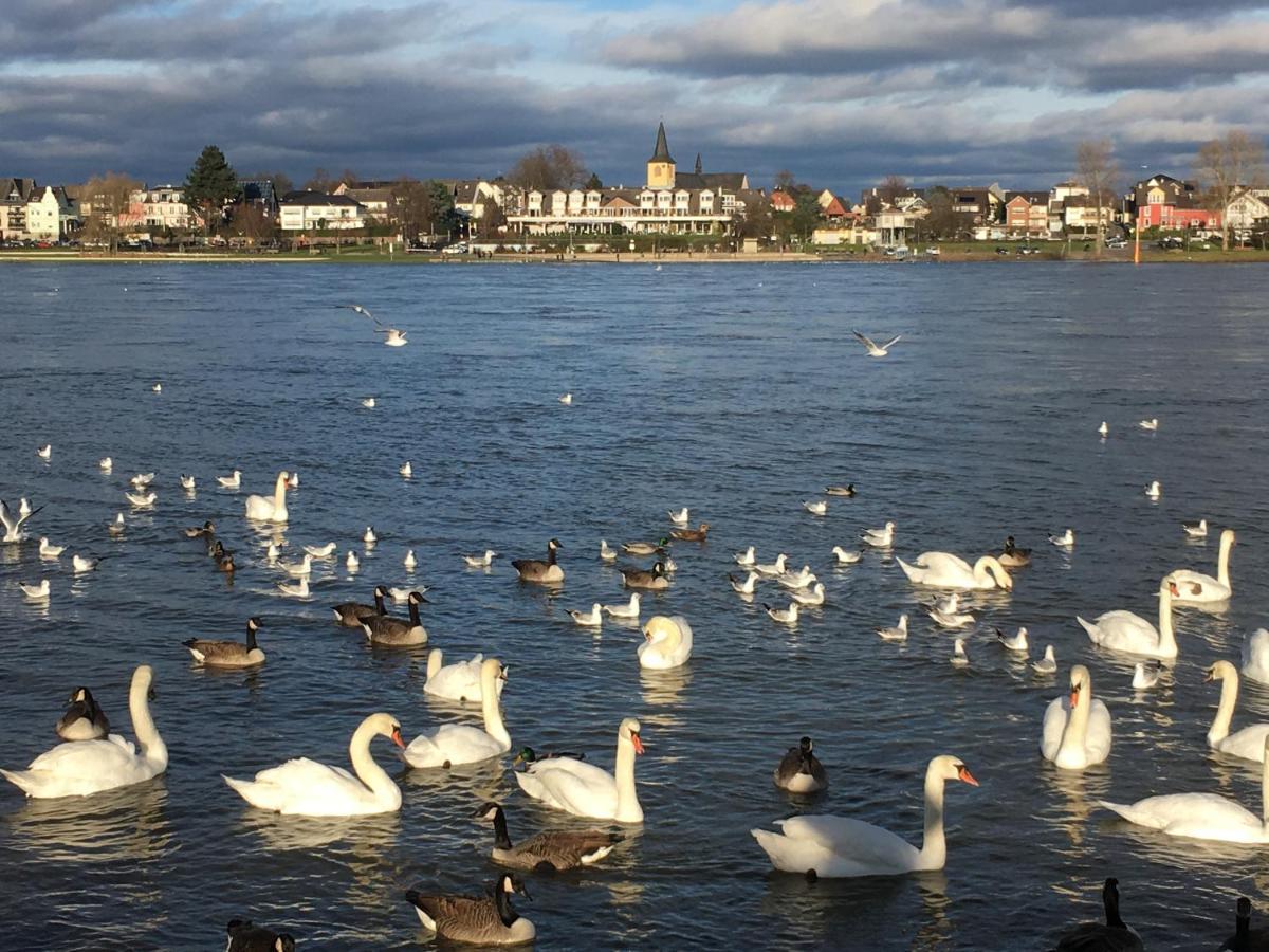 Ferienwohnung In Der Natur Und Doch Zentral Appartement Bonn